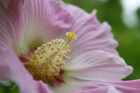 芙蓉是什麼花|木芙蓉（锦葵科木槿属植物）